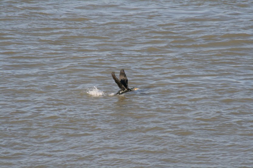 Flock of cormorants was hunting in Danube waters