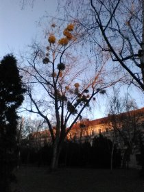 Mistletoe (February 2016) Mistletoe (February 2016)