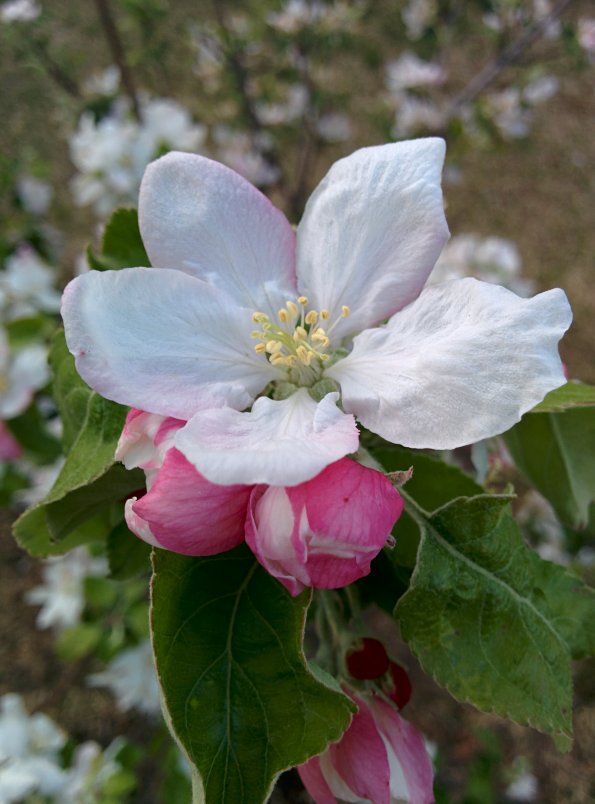 Apple tree blooming full steam