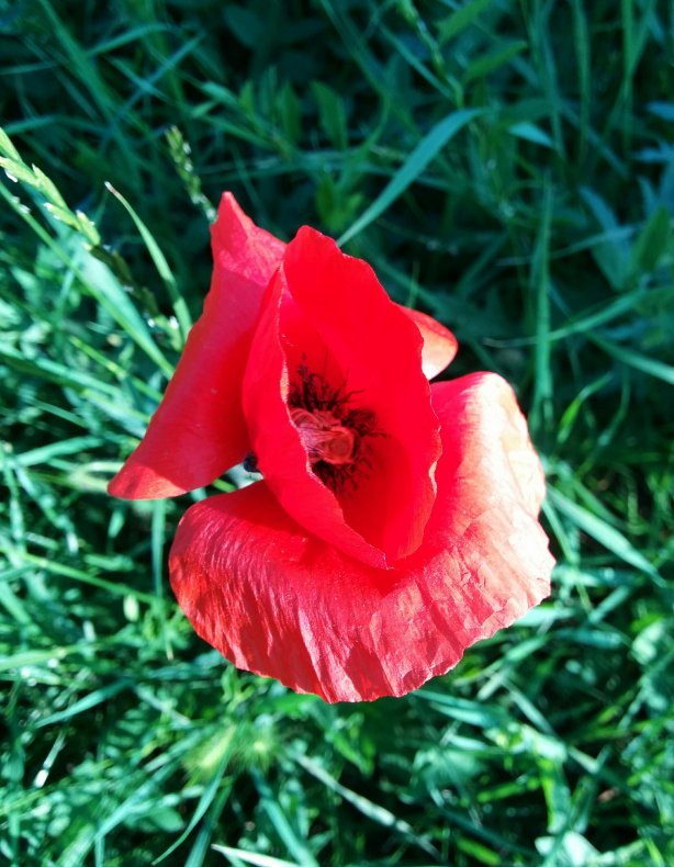 Wild poppy - Budapest Airport