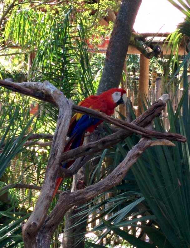 Alligator Farm picture 50949