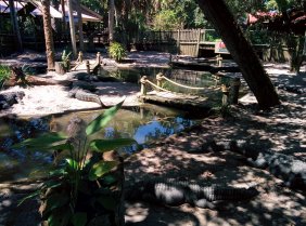 Alligator Farm (September 2016) Alligator Farm (September 2016)