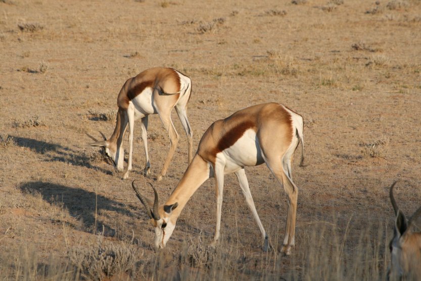 Kalahari (Oktber 2016)