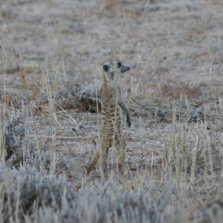 Another meerkat