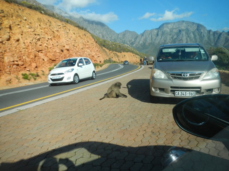 Baboons next to road picture 44135