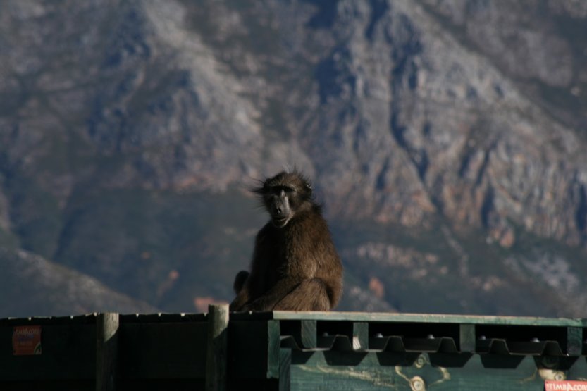 Baboons next to road picture 43606