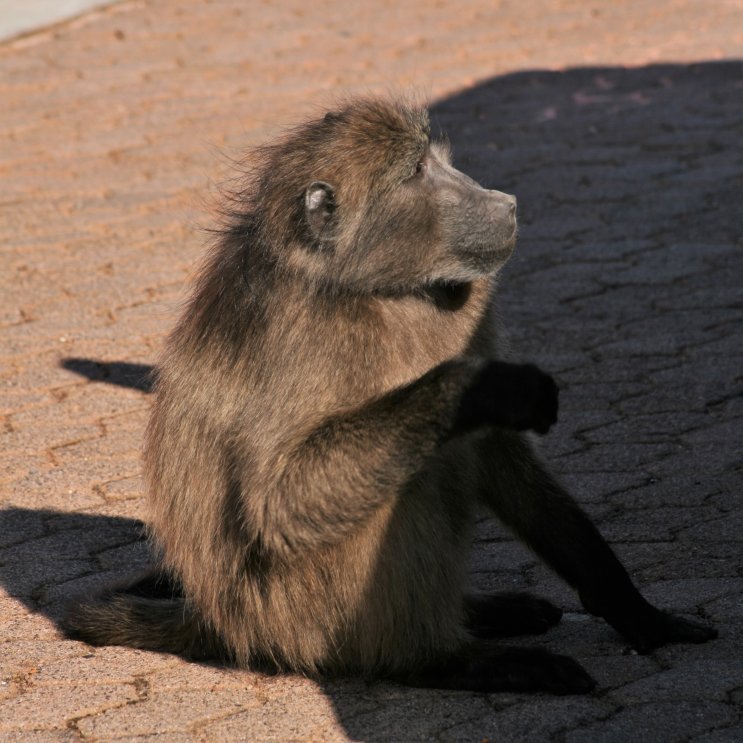 Baboons next to road picture 43609