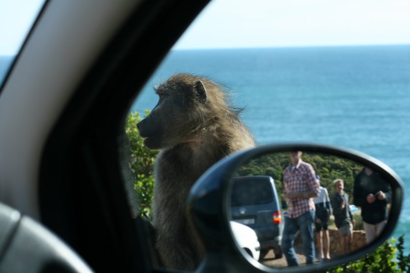 Baboons next to road picture 43615