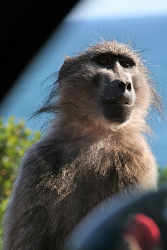 Baboons next to road picture 43601