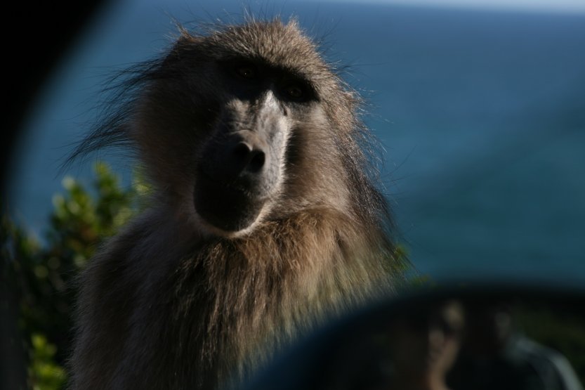 Baboons next to road picture 43610