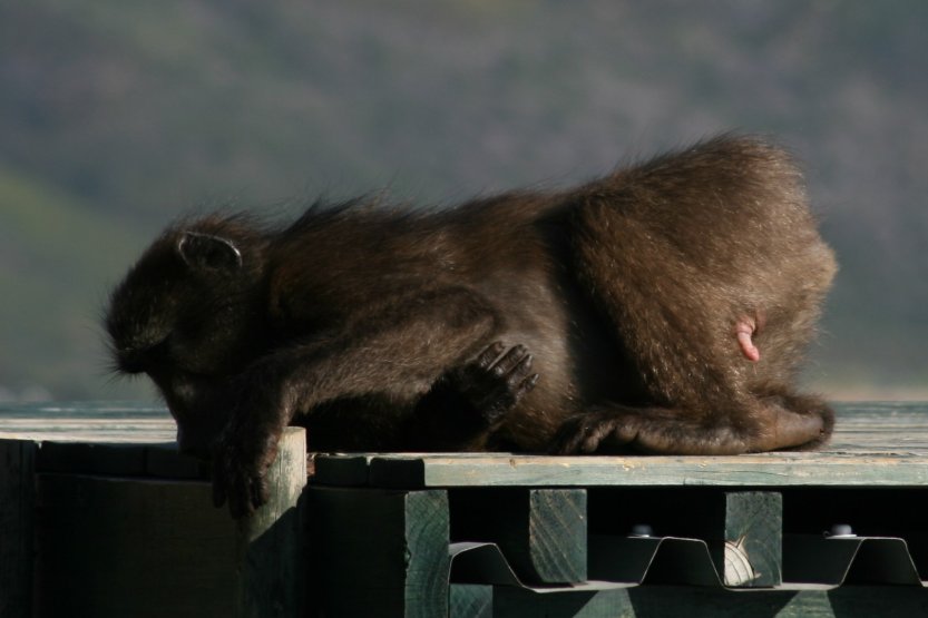 Baboons next to road picture 43611