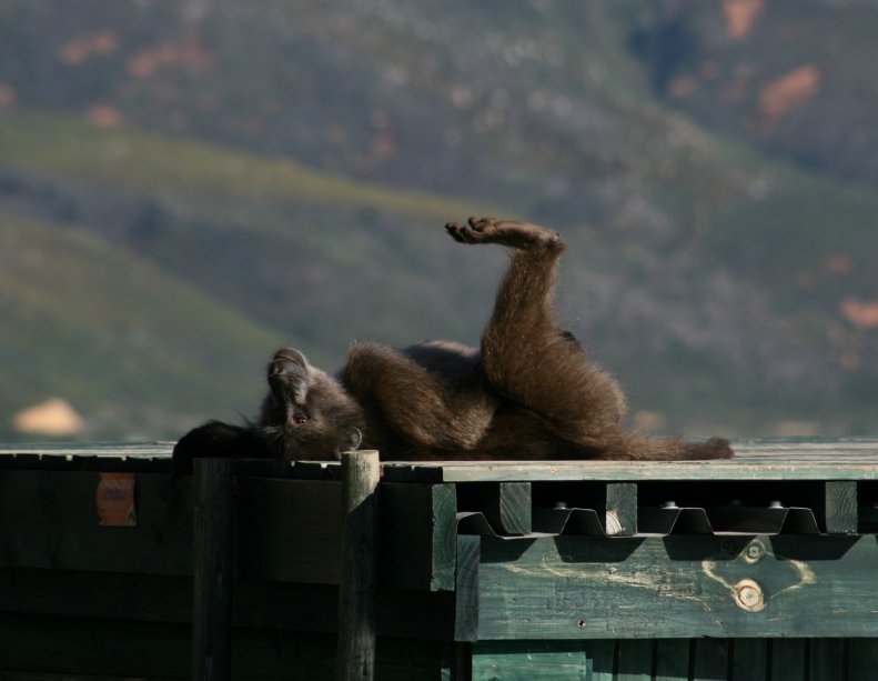 Baboons next to road picture 43602