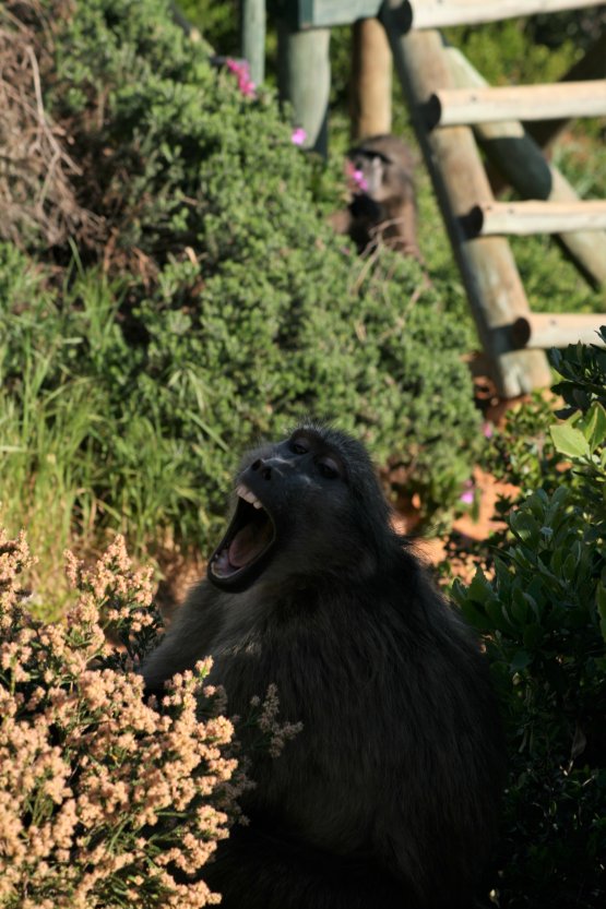 Baboons next to road picture 43613