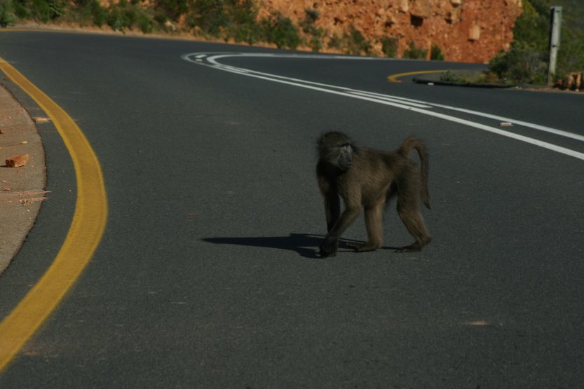 Baboons next to road picture 43603