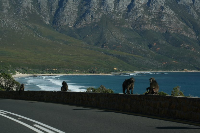 Baboons next to road picture 43604