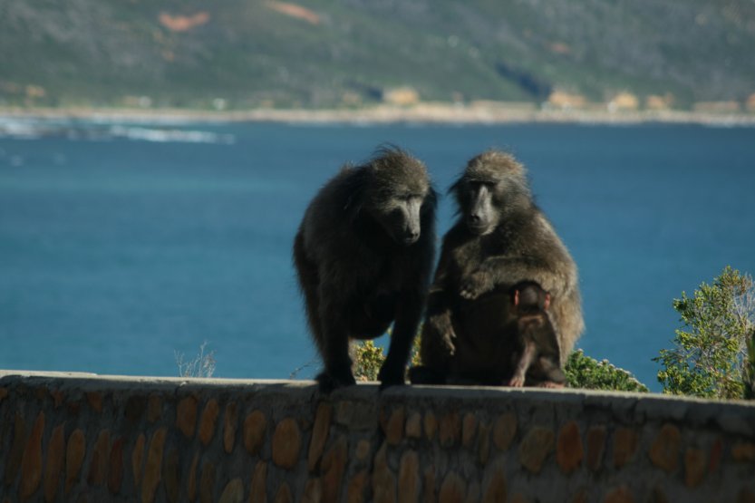 Baboons next to road picture 43605