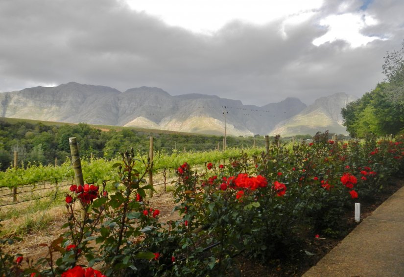 Stellenbosch, Lanzerac, Rust-en-Vrede picture 44145