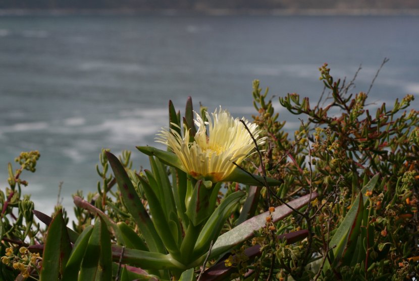 Namaqualand i in zakvitnut miesta obrzok 44122