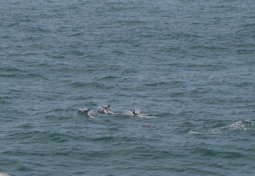 Dolphins