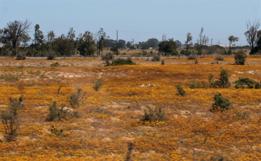 Namaqualand and other blooming places picture 44114