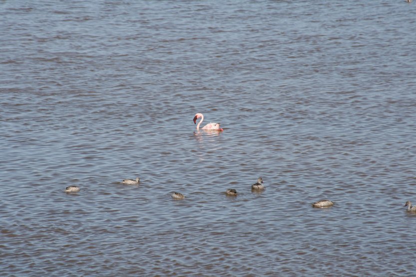 I did not know that flamingos can swim 