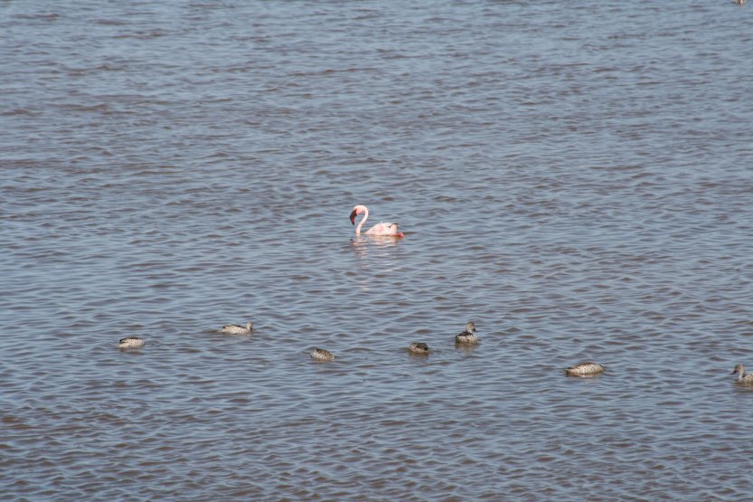 I did not know that flamingos can swim