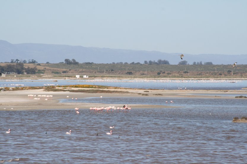 Flamingos next to road picture 43830