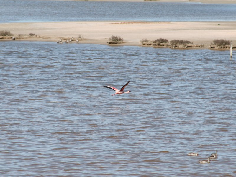 Flying flamingo in the distance