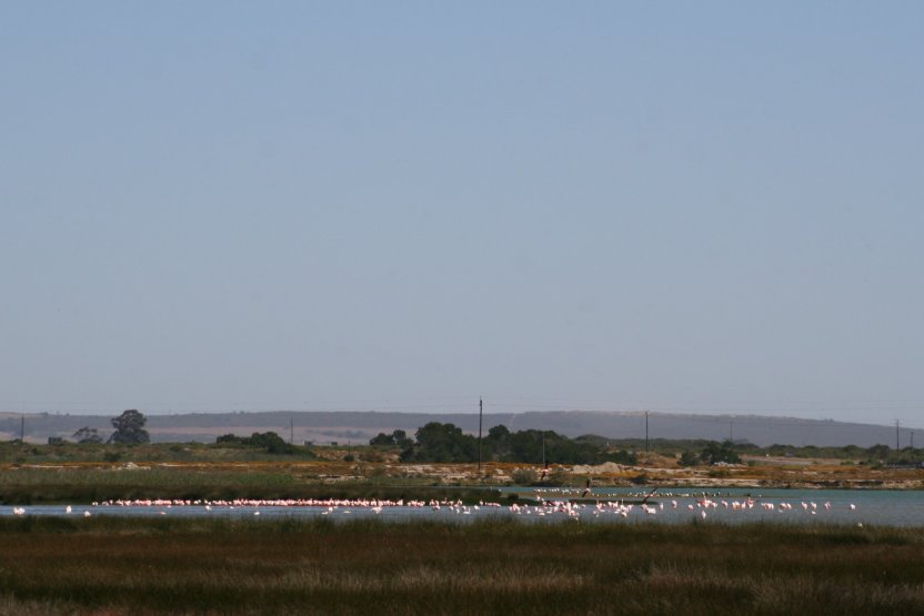 Flamingos next to road picture 43832