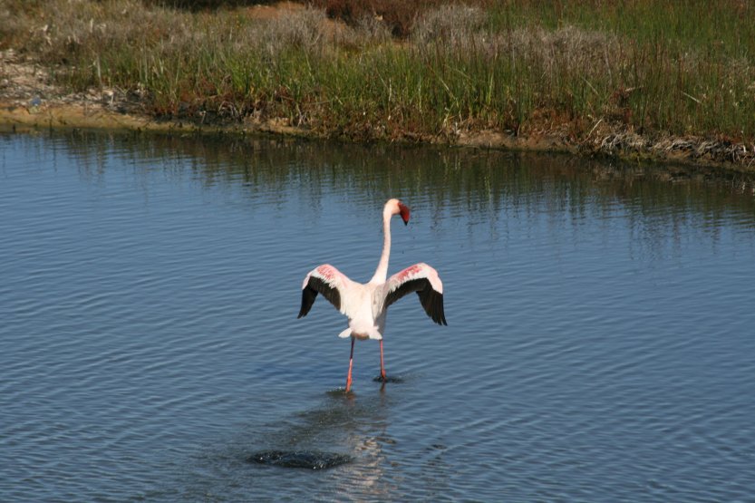 Flamingos next to road picture 43834