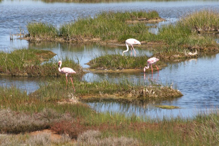 Flamingos next to road picture 43835