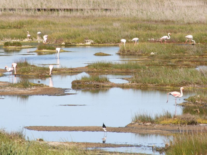 Flamingos next to road picture 43837