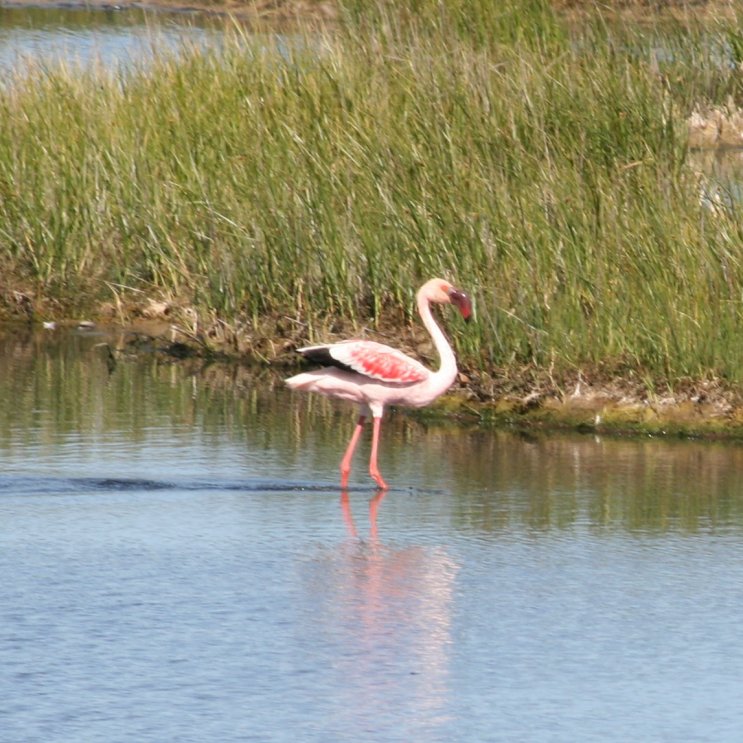 Flamingos next to road picture 43838