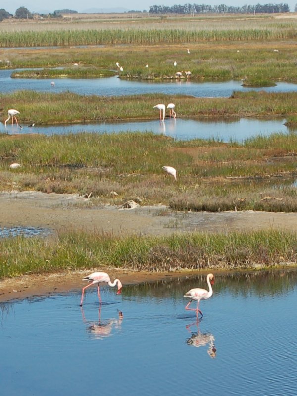 Flamingos next to road picture 43839