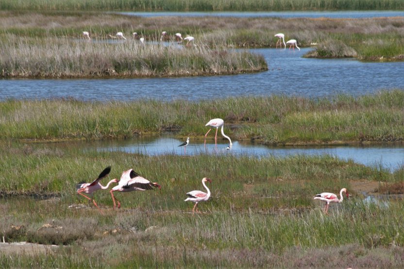 Flamingos next to road picture 43840