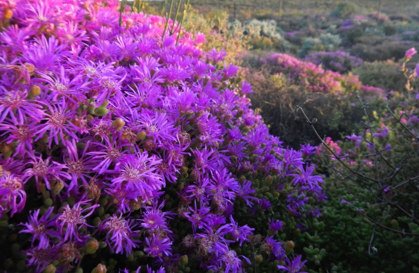 Namaqualand i in zakvitnut miesta obrzok 44103