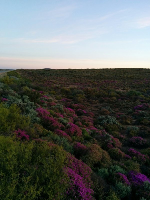 Namaqualand and other blooming places picture 44105