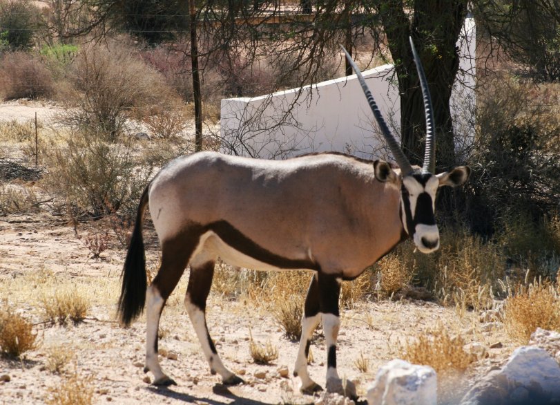 Gemsbok pri ceste