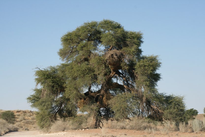 Sociable weavers build huge communal nests