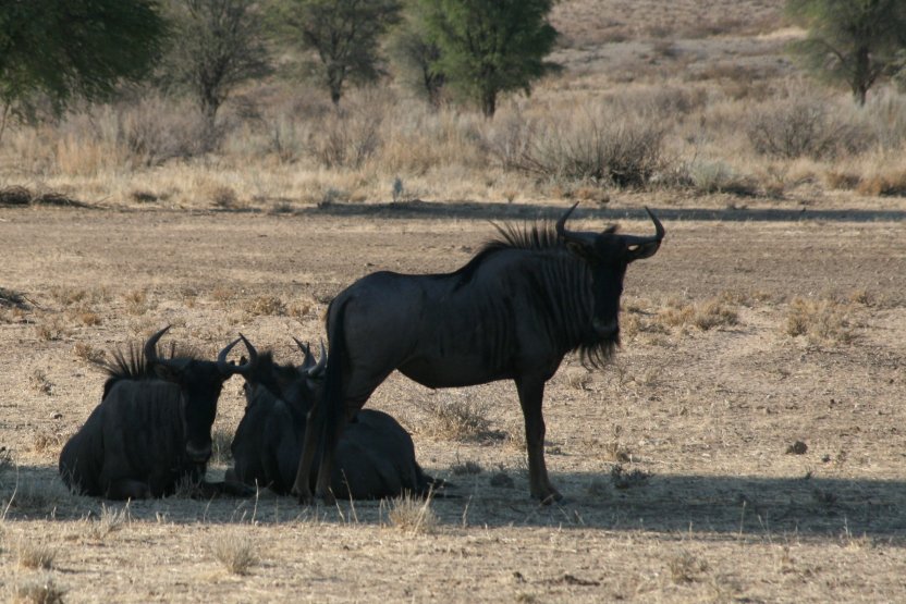 Wildebeests