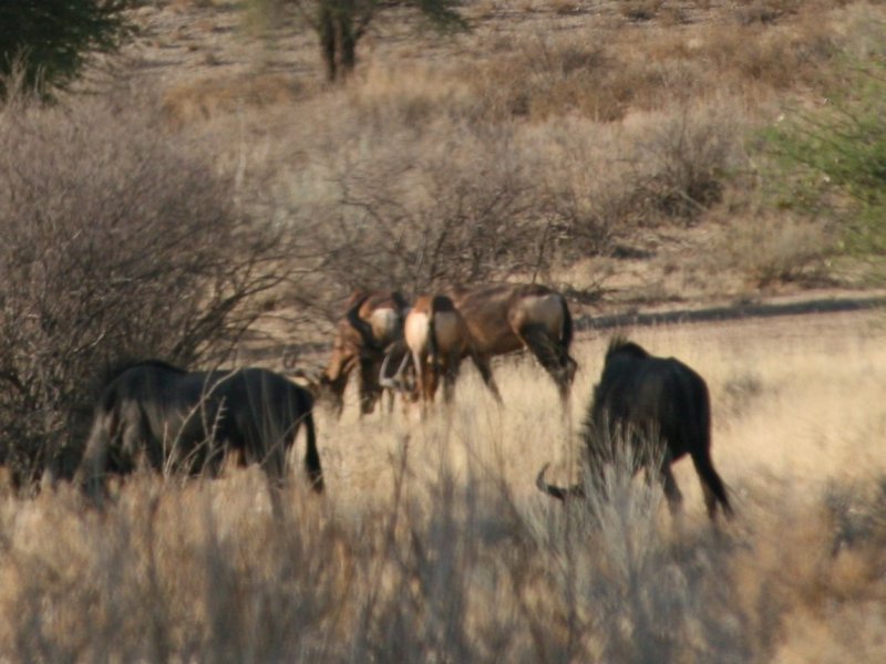 Red hartebeest