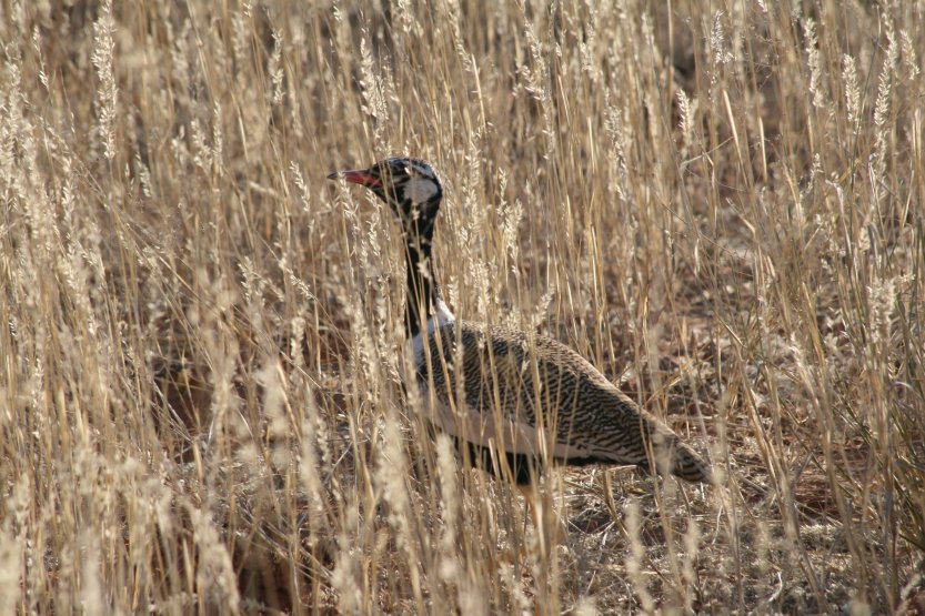 Cezhranin park Kgalagadi obrzok 43663