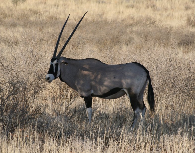 Cezhranin park Kgalagadi obrzok 43666