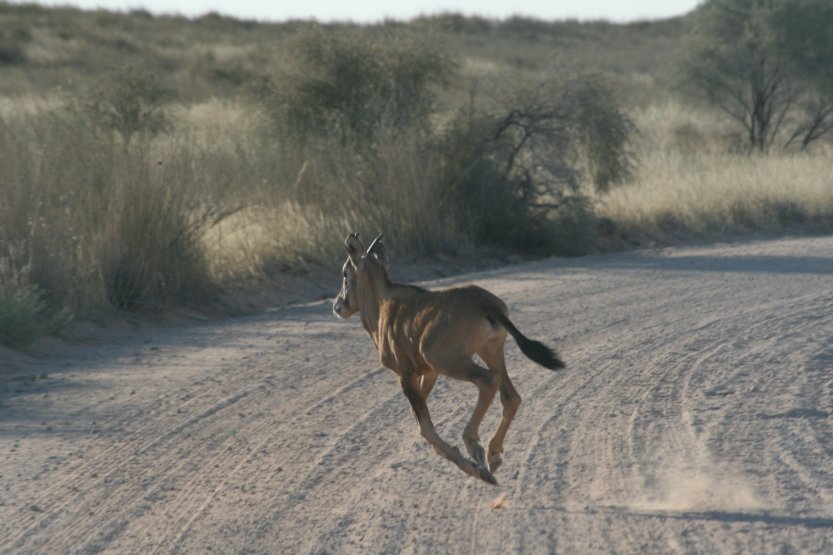 Young Gemsbok