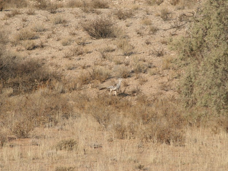 Kgalagadi Transfrontier Park picture 43667