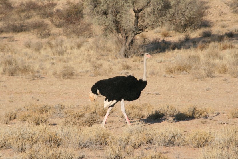 Cezhranin park Kgalagadi obrzok 43668