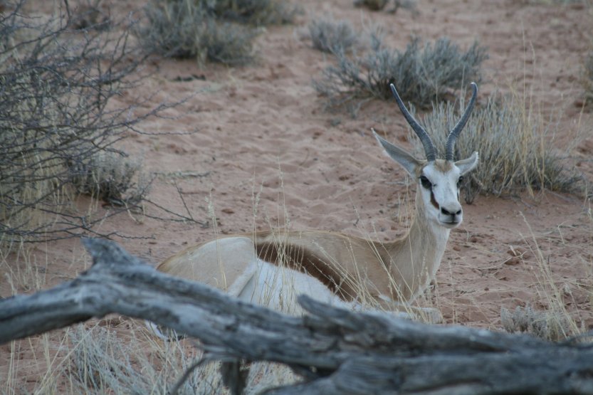 Kgalagadi Transfrontier Park picture 43670