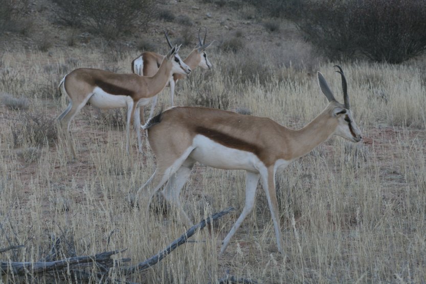 Cezhranin park Kgalagadi obrzok 43673