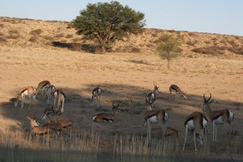 Kgalagadi Transfrontier Park picture 43675