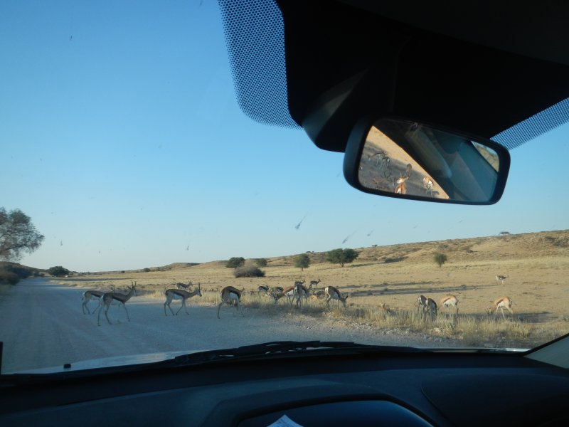 Cezhranin park Kgalagadi obrzok 43676